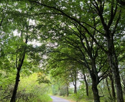 Deinen Weg
